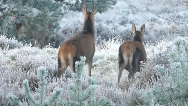 Deer Family