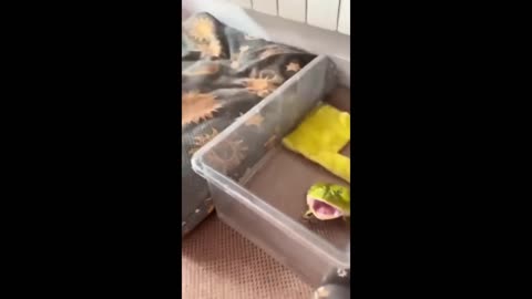 Funny animals - Funny cats / dogs - Funny animal videos 2023