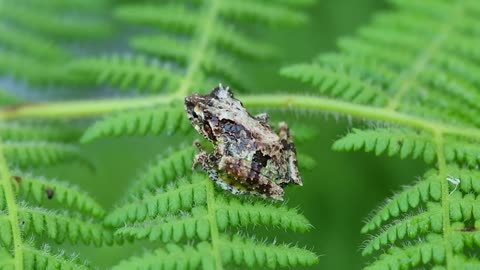 Frog on Leaves