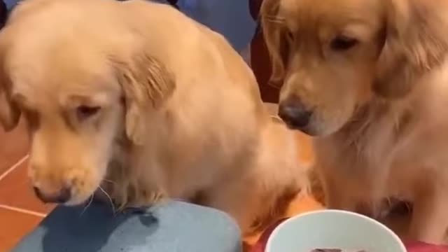 Funniest Animals - Cutest Animals #funnydog #dog #dogsofinstagram #dogs #funnydogs #dogstagram #puppy #cutedog #doglife #doglover #funny #instadog #dogoftheday #doggo #doglovers #happydog #cute #love #puppylove #funnyvideos #cutedogs #funnydogvideos #dogv