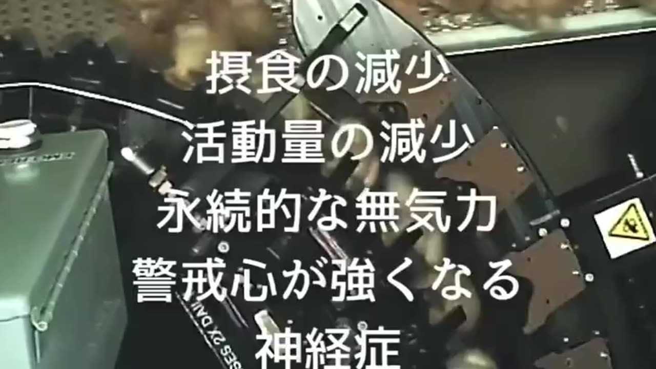 鶏卵工場の闇