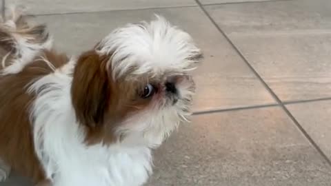 Super cute puppy