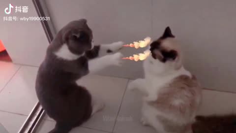 Funny Cat & part1Dog Vines compilation Try Not To Laugh Challenge