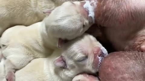 Mother dog feeding puppies