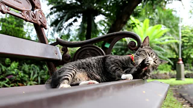 A lovely cat who is having fun