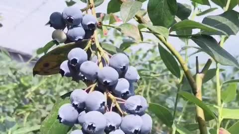 Turns out blueberries grow on trees