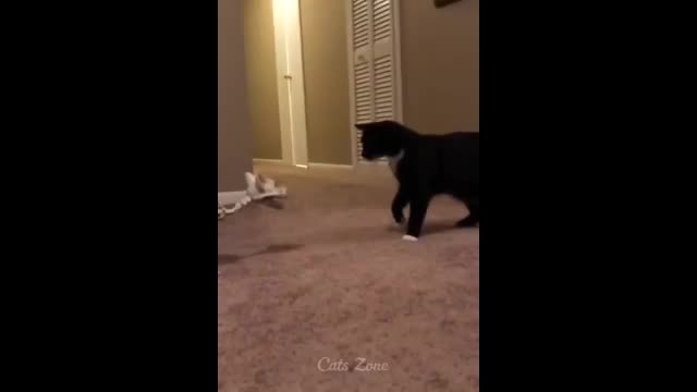 Cat funny movement