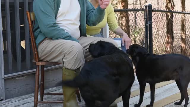 Dogs Sitting in Front of Elderly Couple