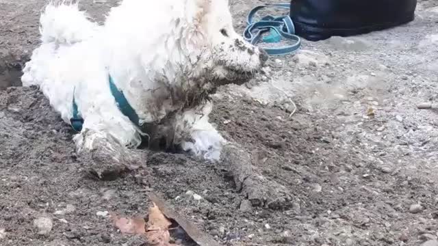 White dog with green leash rolling around sand dirt