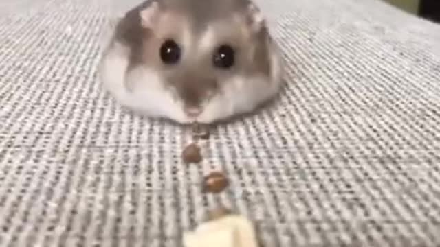 Hamster #hamsters #funnyhamster #hamster