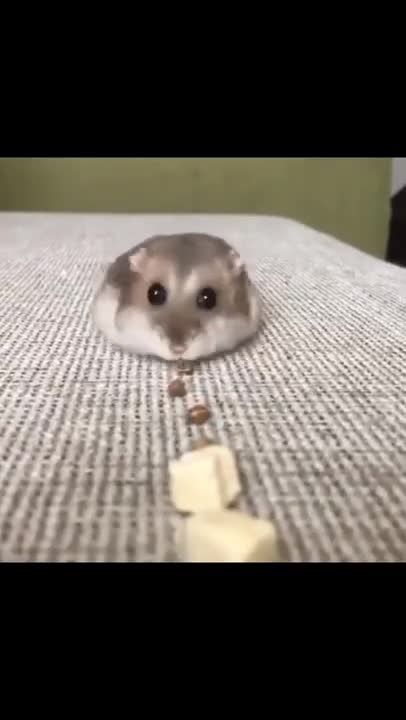 Hamster #hamsters #funnyhamster #hamster