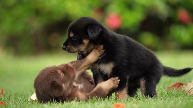 | Cute Puppies And Dogs |