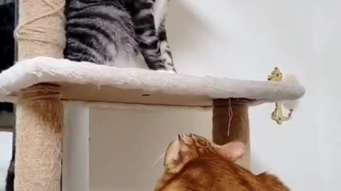 Cute cat fight