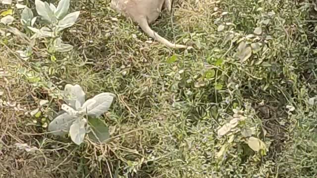Street Dog video