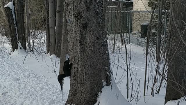 🇨🇦CANADA🇨🇦 - Lovely and Jolly Squirrel