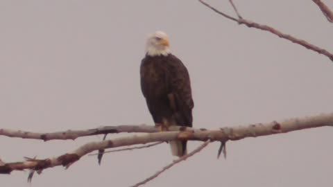 255 Toussaint Wildlife - Oak Harbor Ohio - Eagle Decides It Likes The Spot Light