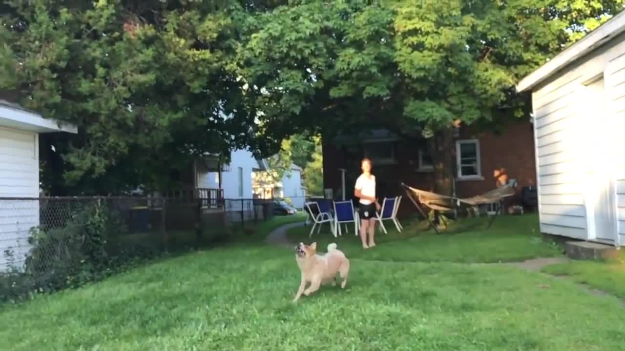 Slow motion footage captures dog's epic frisbee fail