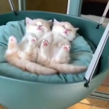 Cute kittens #kittens #funnycats #смешныеживотные