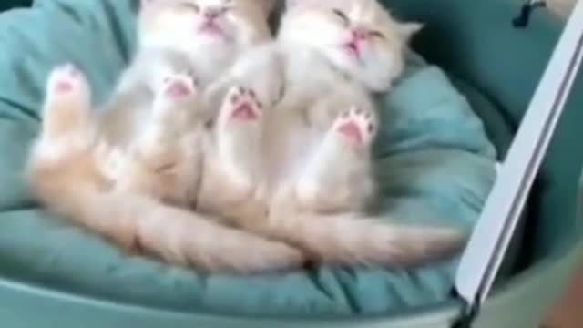 Cute kittens #kittens #funnycats #смешныеживотные