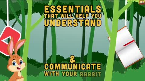 Rabbit Body Language Explained