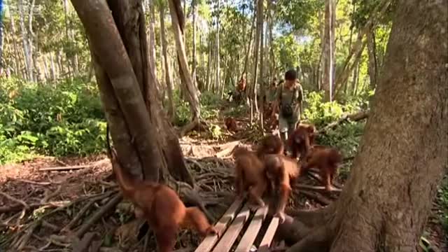 Free Again | Orangutan Diary | BBC Earth