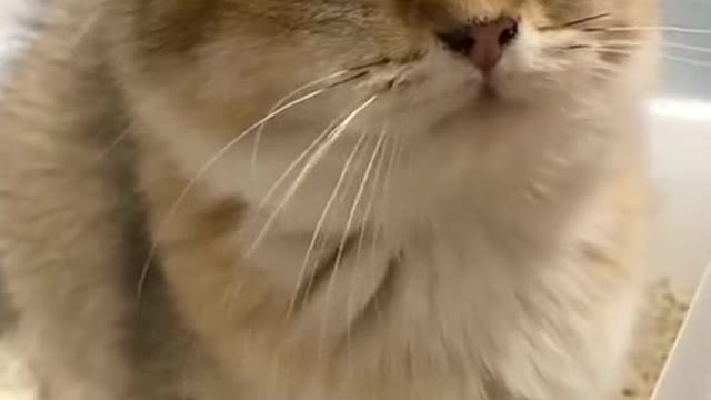 Does the kitten need to poop so hard.