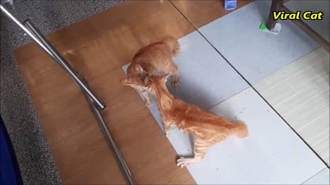 Cats Fighting and Meowing - These Two are Bloody Brothers | Viral Cat