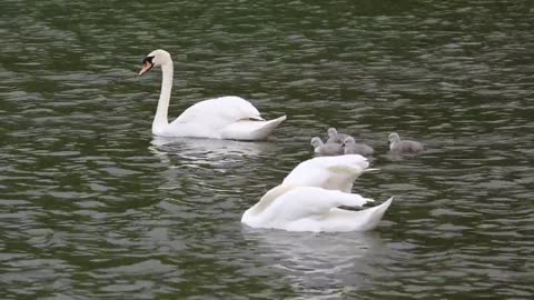 swans on the river