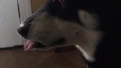 Black dog walks through kitchen and has tongue hanging from mouth