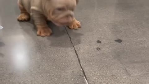 Can you do my little dog tooo..