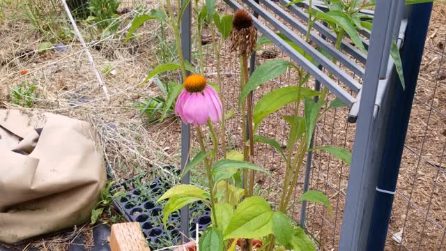 Echinacea - Edible Plant Identification