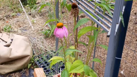 Echinacea - Edible Plant Identification