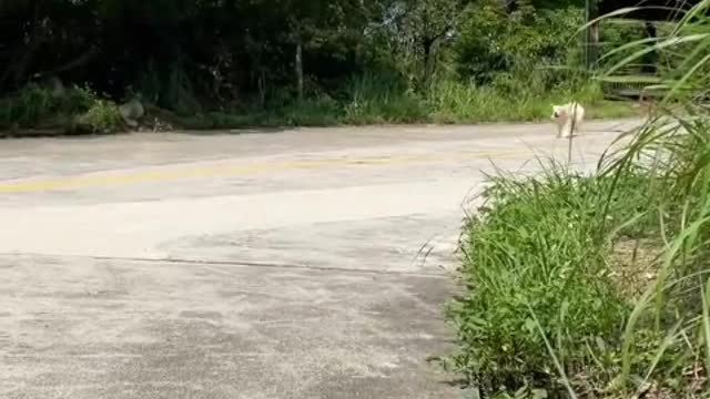 Do you really love puppies or does every puppy want to be patted on the head.