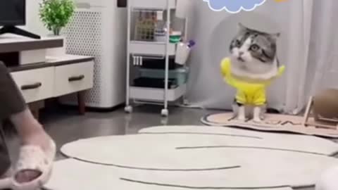 CUTE AND FUNNY CAT REACTIONS TRY NOT TO LAUGH