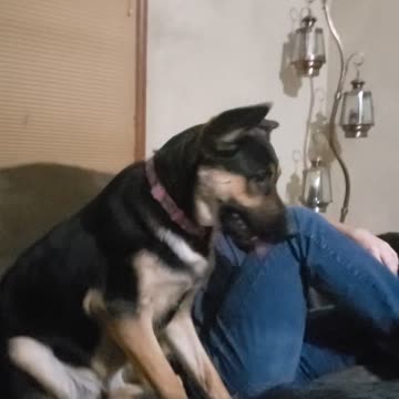 My son AND ALL the dogs including his pup harley