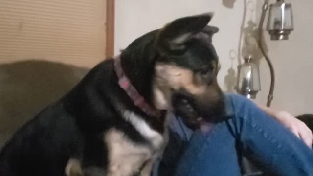 My son AND ALL the dogs including his pup harley
