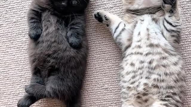 How nice to be a kitten. Someone loves it every day