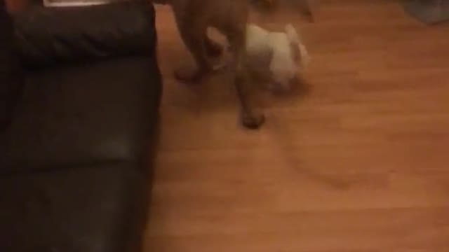 Brown dog dragging small dog with toy