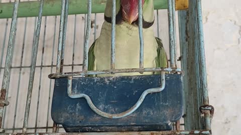 Parrot Talking - Smart Tune And Funny Parrot