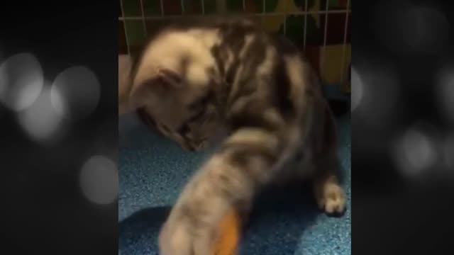 Funny And Cute Cats Video1