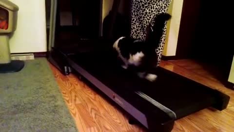 Funny Cat Video Compilation!!!