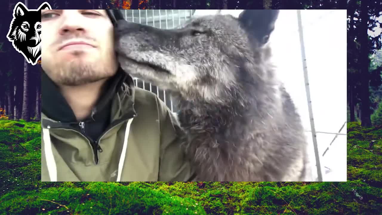 The biggest wolf on the planet, canadian wolf, wolf, large wolf