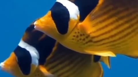 Raccoon butterflyfish