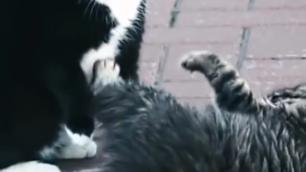 Two Cat Fun Together.