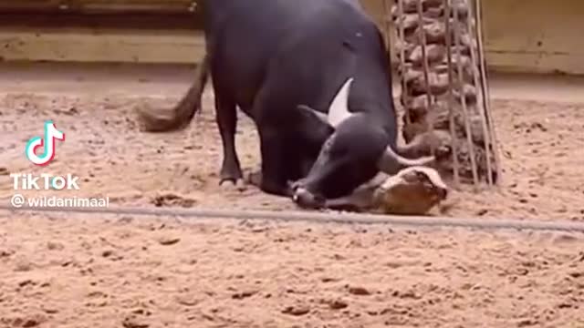 Buffalo saves turtle by flipping it around❤️❤️