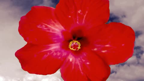 A Beautiful Red Flower