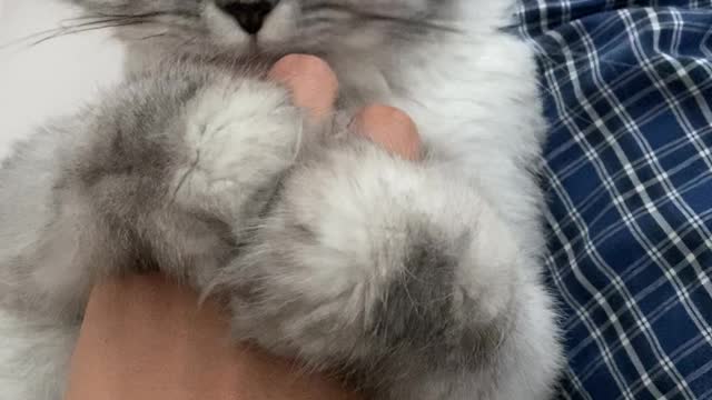 Cat finger candy