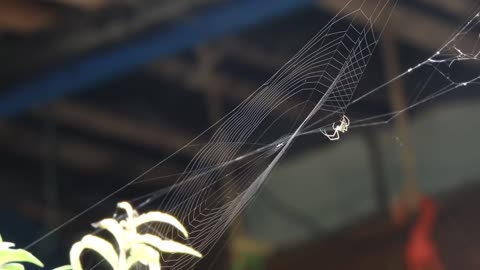 Close-up of Spider Making Web