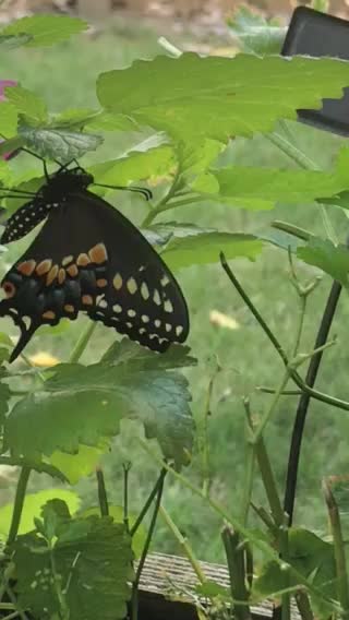 Black Swallowtail Butterfly getting ready tomfly