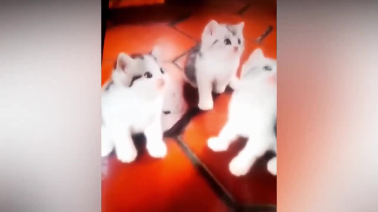 Cute Pets / cat